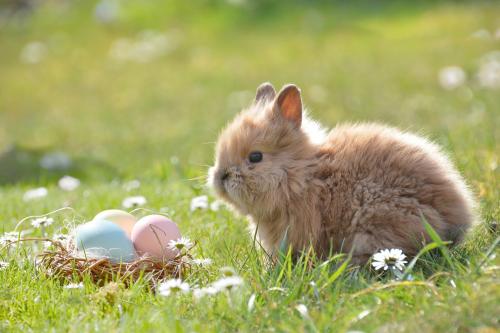 Easter trail - Free Event on Saturday 5th April
